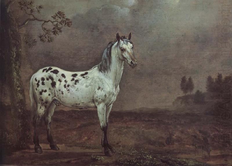 A geschecktes horse, POTTER, Paulus